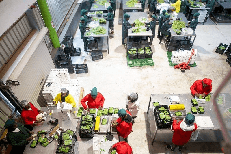 Workers sorting and packing fresh produce in a modern packhouse facility.