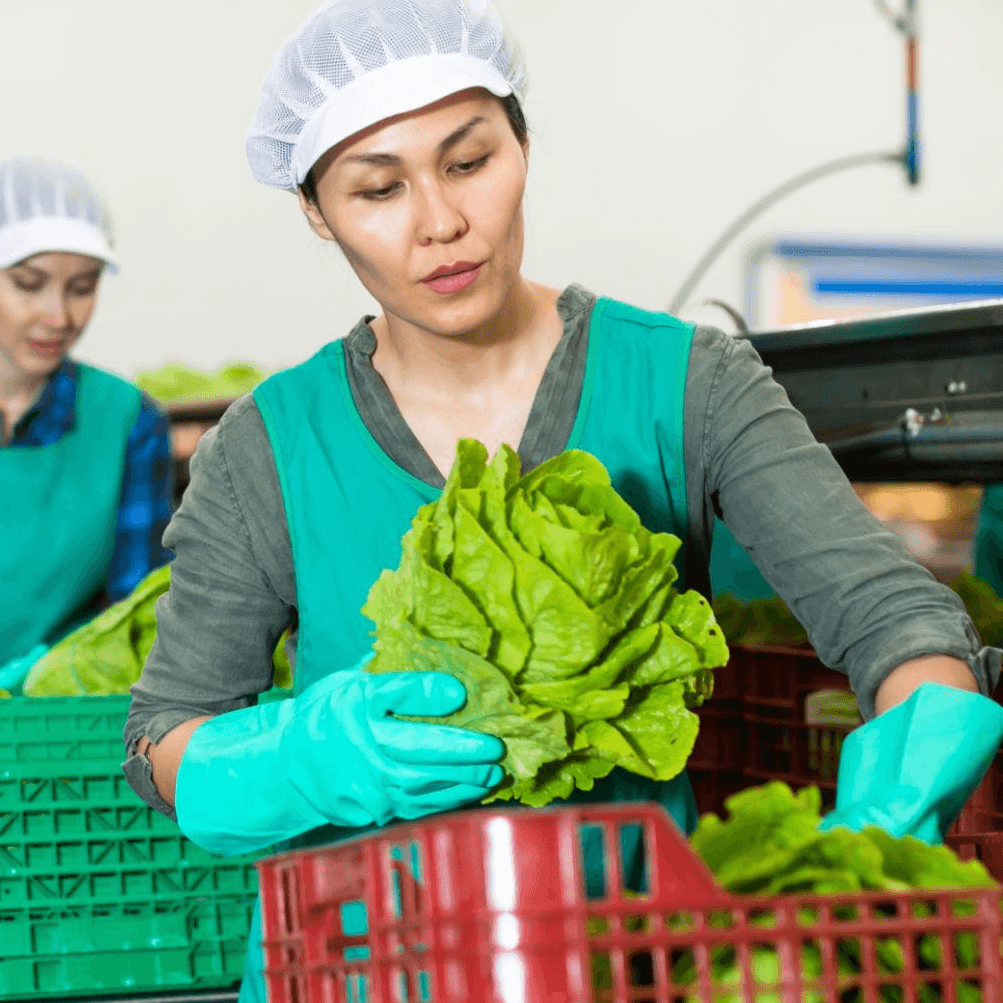 Worker trimming vegetables during fresh produce preparation affecting production yield.
